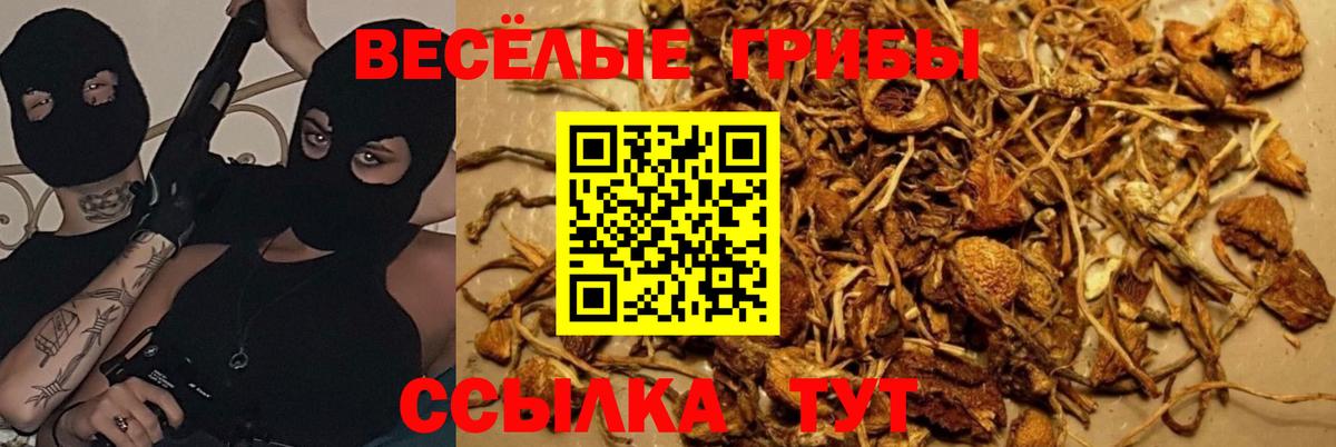 Галлюциногенные грибы Psilocybe Сухой Лог